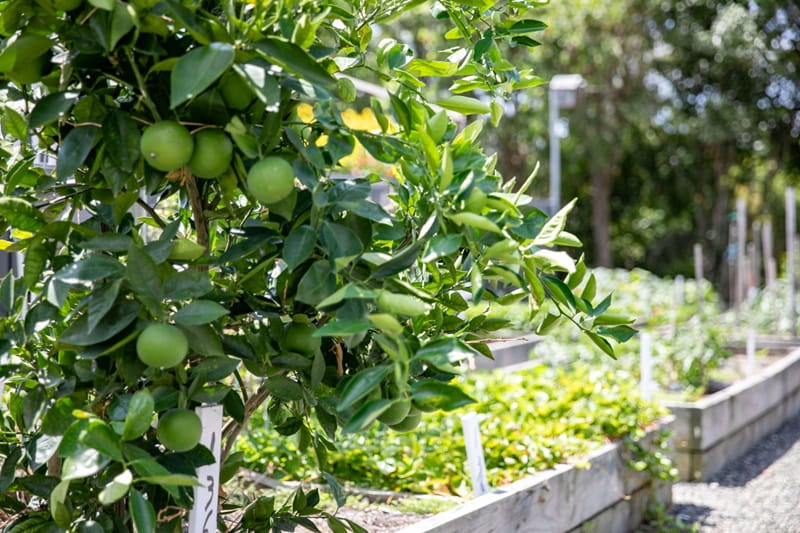 Morpeth Gardens Village Morpeth Gardens Village